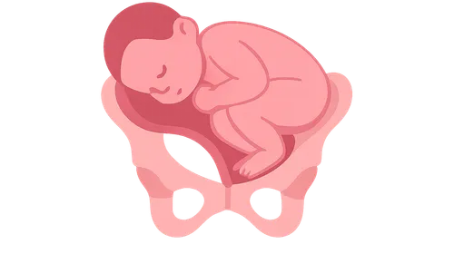 Cardinal movements of labor