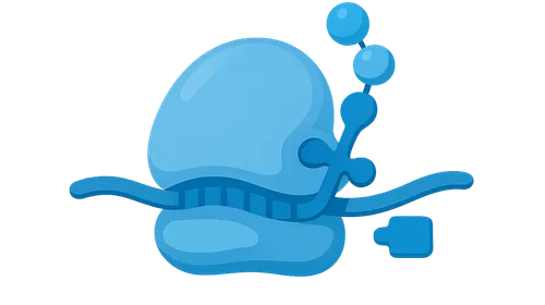 Elongation and termination of translation