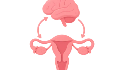 Hypothalamic-pituitary-gonadal axis