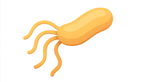 Helicobacter pylori