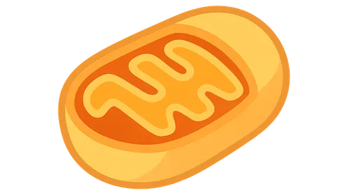 Bioenergetics and Thermodynamics