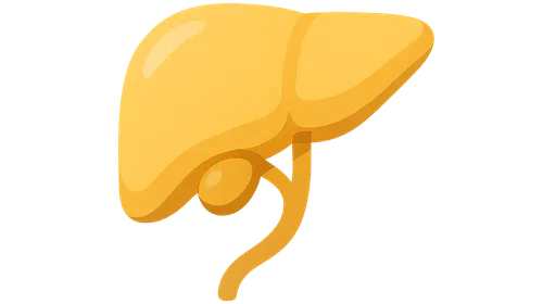 Bile production and secretion