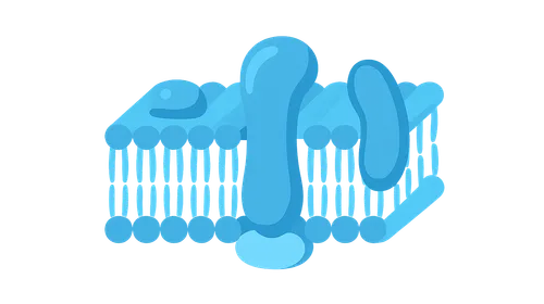Membrane Structure and Organization