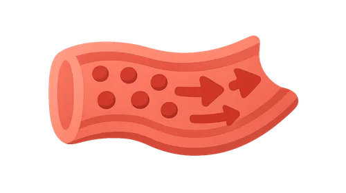 Hemodynamics and Blood Flow