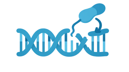 DNA Replication and Repair Mechanisms