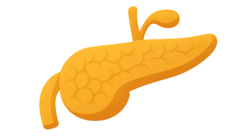 Pancreatic Anatomy and Physiology