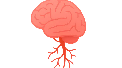 Neurovascular Anatomy