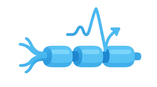 Action Potential Generation and Propagation