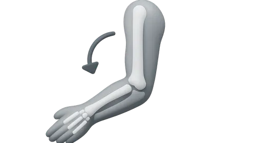 Biomechanics of Upper Limb