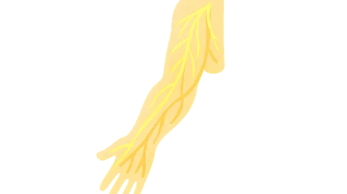 Nerves and blood supply of upper limb