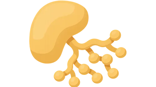 Glycogen Metabolism: Synthesis and Breakdown