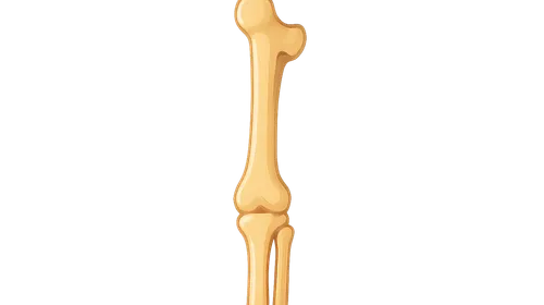 Bones and joints of lower limb
