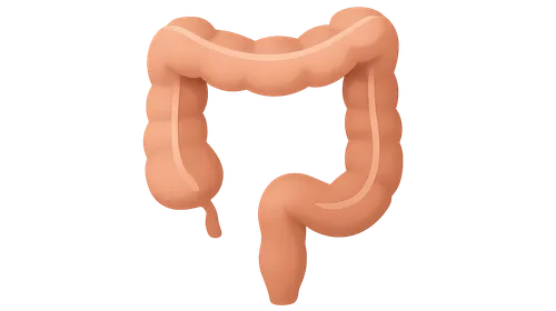 Colorectal Anatomy and Physiology