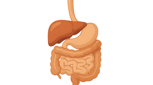 Digestive system overview