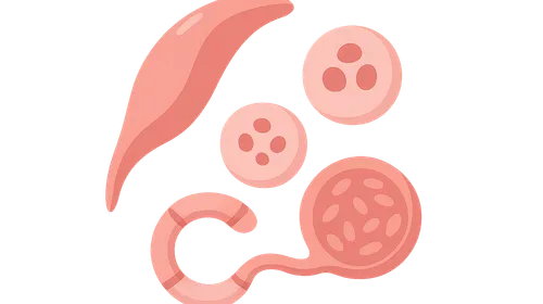 Malaria parasites and life cycle