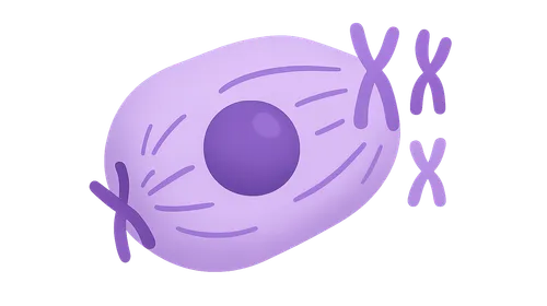 Cell cycle and mitosis