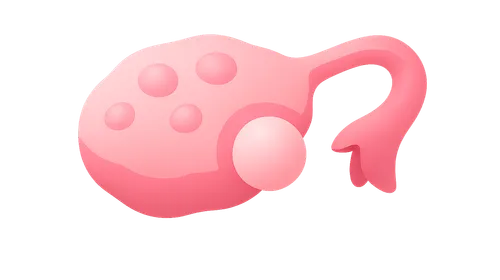 Ovulation physiology