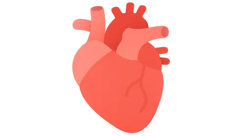 Cardiovascular