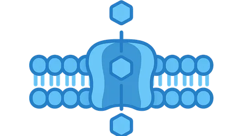 Glucose Transporters