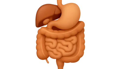 Functional Anatomy of Digestive System