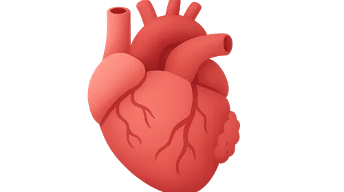 Aging effects on cardiovascular system