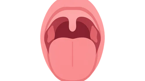 Anatomy of the Oral Cavity and Pharynx