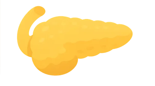 Pancreatic Exocrine Function