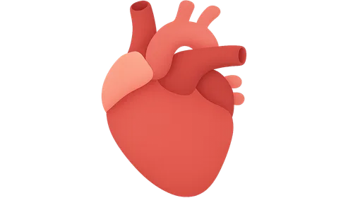 Cardiac output determinants