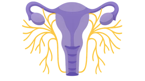 Autonomic innervation of pelvic organs