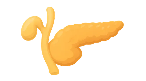 Pancreas development