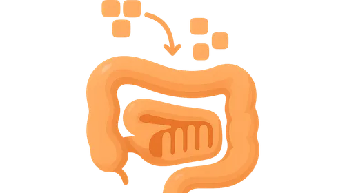 Carbohydrate digestion and absorption