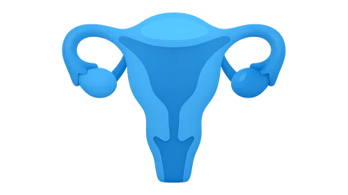 Male Reproductive Physiology