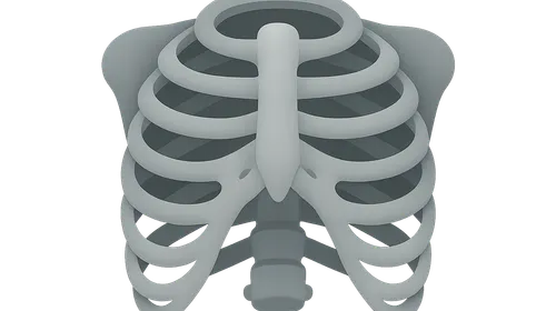 Normal Chest Radiographic Anatomy