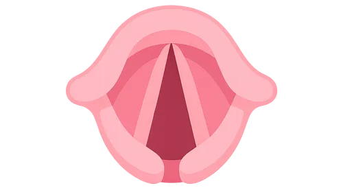 Vocal Fold Structure and Function