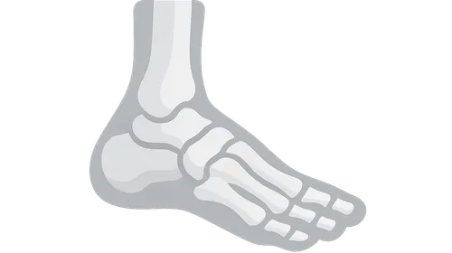 Foot and Ankle Anatomy