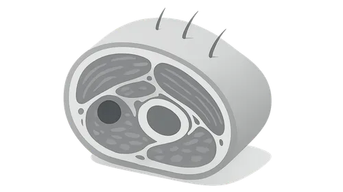 Lower limb cross-sections