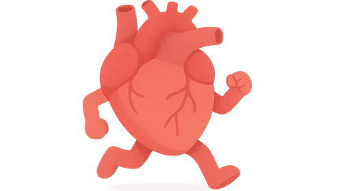 Cardiovascular Responses to Exercise