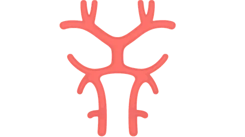 Internal carotid artery anatomy
