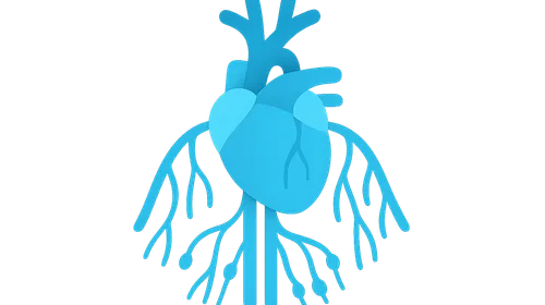 Great vessels and lymphatics