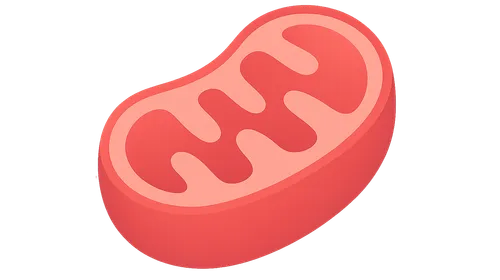 Shuttle Systems: Malate-Aspartate and Glycerol-Phosphate