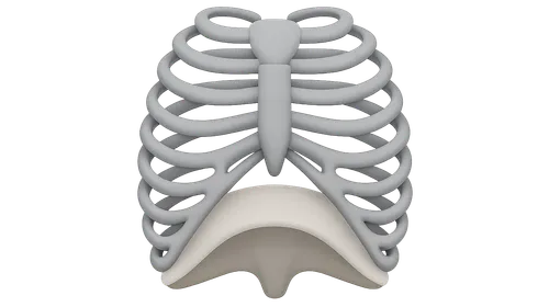 Thoracic wall and diaphragm