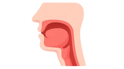 Oral cavity and pharynx