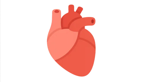 Cardiovascular Anatomy