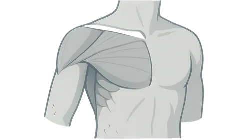 Pectoral Region and Axilla