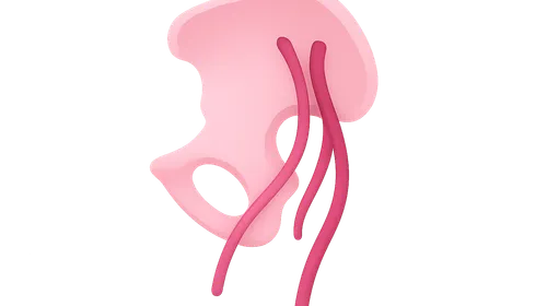 Pudendal nerve and internal pudendal vessels