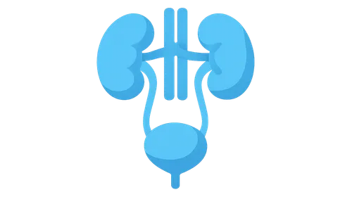 Functional Anatomy of Urinary System