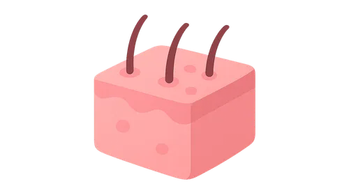 Integumentary system