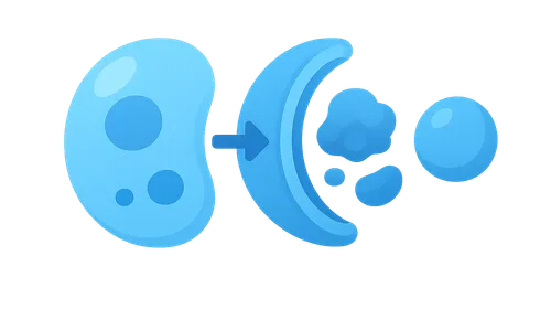 Autophagy mechanisms