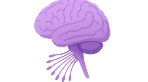 Cranial Nerves and Nuclei