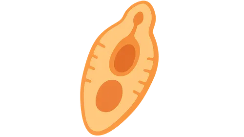 Trematodes